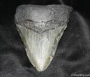Bargain Inch Megalodon Tooth #844-1